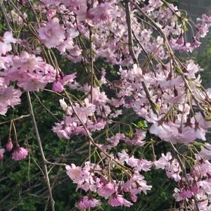 Meet your Posher, Bailey